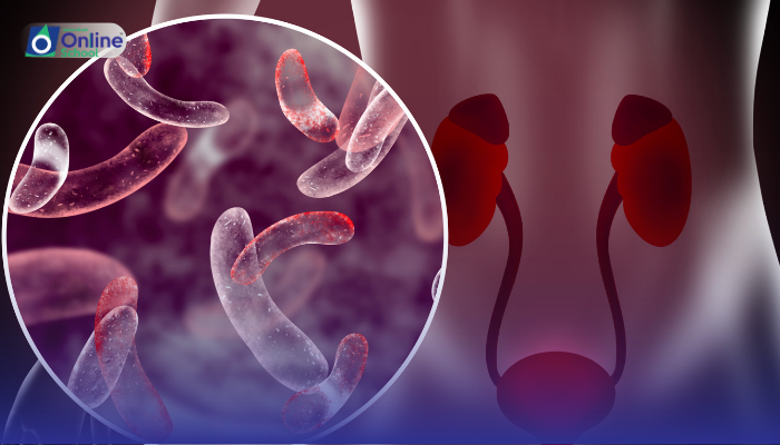 Lesson 15: Historical Contributions to Urology